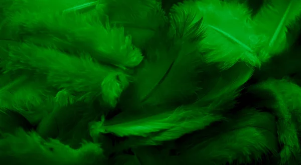 Zöld Toll Galamb Makró Fénykép Textúra Vagy Háttér — Stock Fotó