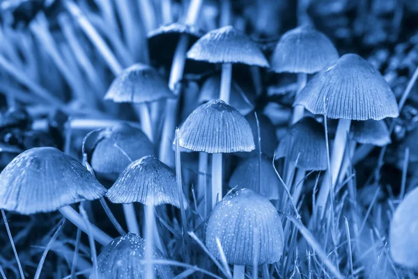 Cogumelos Guarda Chuva Pernas Finas Azul — Fotografia de Stock