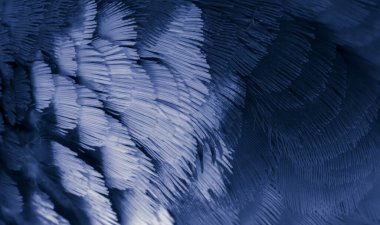 Mavi tüylü güvercin makro fotoğrafı. doku veya arkaplan