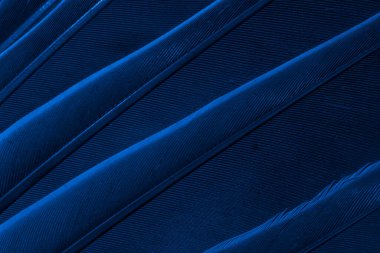 Mavi tüylü güvercin makro fotoğrafı. doku veya arkaplan