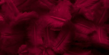 Kırmızı tüylü güvercin makro fotoğrafı. doku veya arkaplan