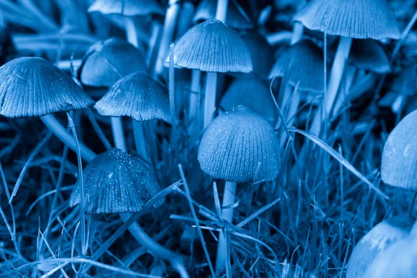 Las Setas Del Paraguas Las Patas Delgadas Sobre Azul — Foto de Stock