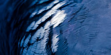 Mavi tüylü güvercin makro fotoğrafı. doku veya arkaplan
