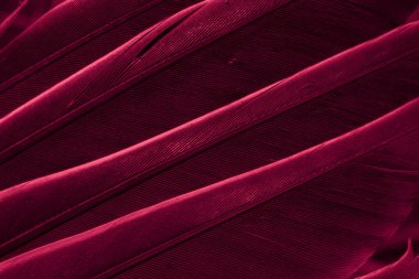 Kırmızı tüylü güvercin makro fotoğrafı. doku veya arkaplan