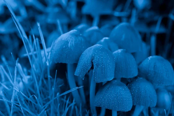 Las Setas Del Paraguas Las Patas Delgadas Sobre Azul —  Fotos de Stock