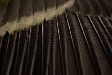 feather tit macro photo. texture or background
