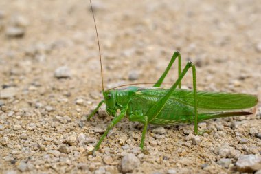 yeşil çekirge, çekirge, taşlı çöl arka planında