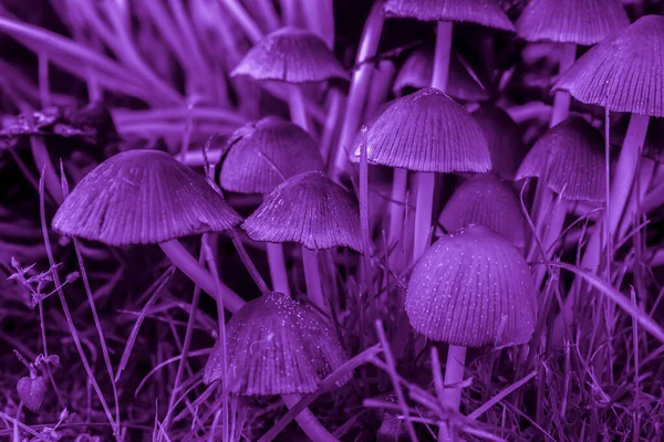Las Setas Del Paraguas Las Patas Delgadas Sobre Violeta — Foto de Stock