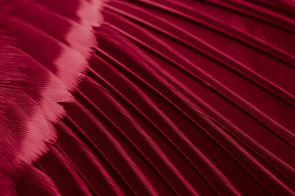 Feather Tit Macro Photo Texture Background —  Fotos de Stock