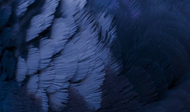 Mavi tüylü güvercin makro fotoğrafı. doku veya arkaplan