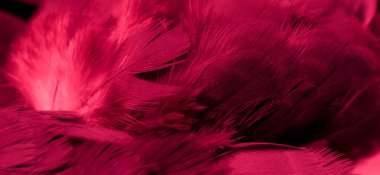 Kırmızı tüylü güvercin makro fotoğrafı. doku veya arkaplan