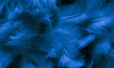 Mavi tüylü güvercin makro fotoğrafı. doku veya arkaplan