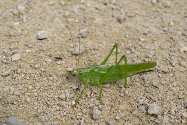 yeşil çekirge, çekirge, taşlı çöl arka planında