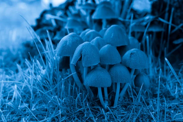 Umbrella Mushrooms Thin Legs Blue — Stock Photo, Image