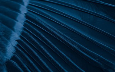 feather tit macro photo. texture or background