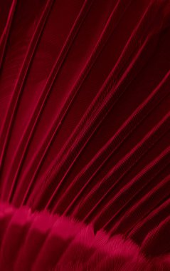 feather tit macro photo. texture or background
