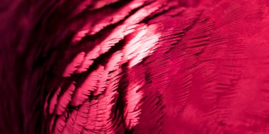 Kırmızı tüylü güvercin makro fotoğrafı. doku veya arkaplan