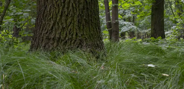 Tjocka Stammen Ett Gammalt Träd Skogen — Stockfoto
