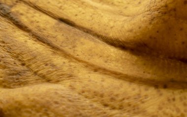 muz kabuğu arkaplanı farklı ışıkta