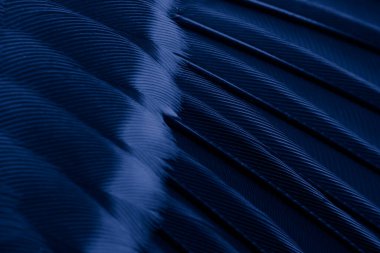 feather tit macro photo. texture or background