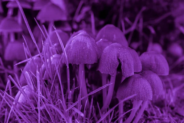 Umbrella Mushrooms Thin Legs Violet — Stock Photo, Image