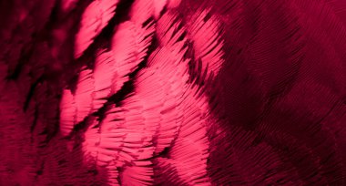 Kırmızı tüylü güvercin makro fotoğrafı. doku veya arkaplan