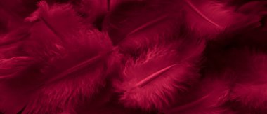 Kırmızı tüylü güvercin makro fotoğrafı. doku veya arkaplan