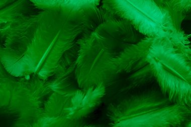 Yeşil tüylü güvercin makro fotoğrafı. doku veya arkaplan