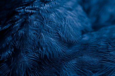 Kuş tüyü makro fotoğraf. doku veya arkaplan