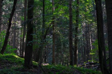 Orman içeriden ağaçlar ve gövdeler