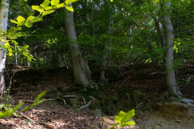 Orman içeriden ağaçlar ve gövdeler