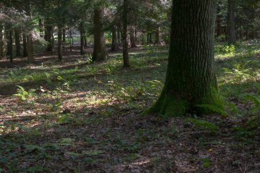 Orman içeriden ağaçlar ve gövdeler
