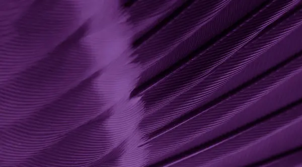 Feather Tit Macro Photo Texture Background —  Fotos de Stock