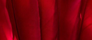 Kuş tüyü makro fotoğraf. doku veya arkaplan