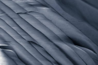 Kuş tüyü makro fotoğraf. doku veya arkaplan