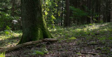 Orman içeriden ağaçlar ve gövdeler