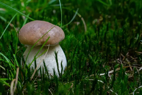 True Mushroom Bolete Nature Forest — Stock Photo, Image