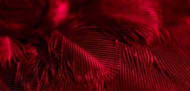 Kuş tüyü makro fotoğraf. doku veya arkaplan