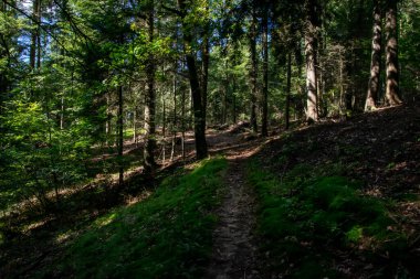 Orman içeriden ağaçlar ve gövdeler