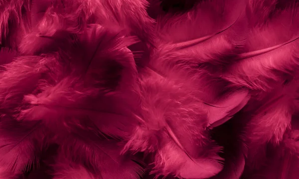Bulu Merah Burung Merpati Foto Makro Tekstur Atau Latar Belakang Stok Foto Bebas Royalti