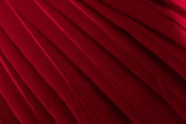 Kuş tüyü makro fotoğraf. doku veya arkaplan