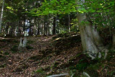 Orman içeriden ağaçlar ve gövdeler