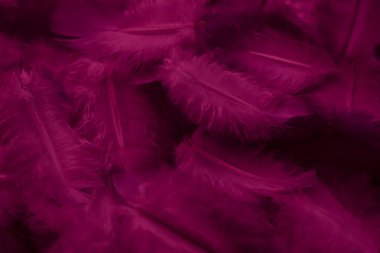 Kırmızı tüylü güvercin makro fotoğrafı. doku veya arkaplan