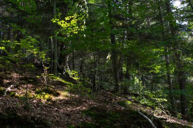Orman içeriden ağaçlar ve gövdeler