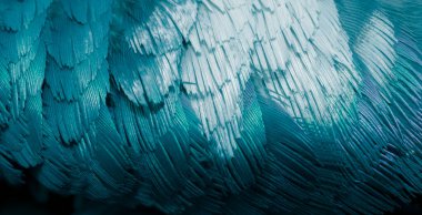 Mavi tüylü güvercin makro fotoğrafı. doku veya arkaplan