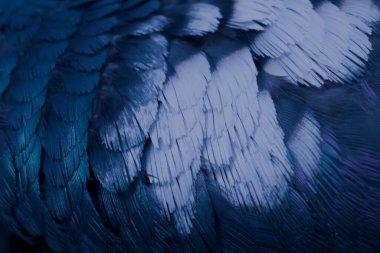 Mavi tüylü güvercin makro fotoğrafı. doku veya arkaplan