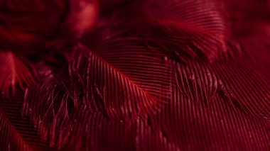 Kuş tüyü makro fotoğraf. doku veya arkaplan