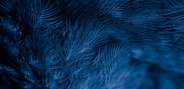 Kuş tüyü makro fotoğraf. doku veya arkaplan