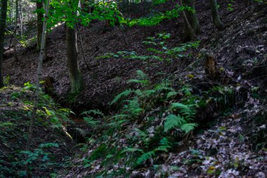 Orman içeriden ağaçlar ve gövdeler