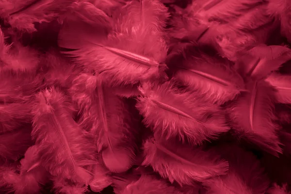 Multi-colored feather boas Stock Photo by ©ChristoforosAvramidis 8546870